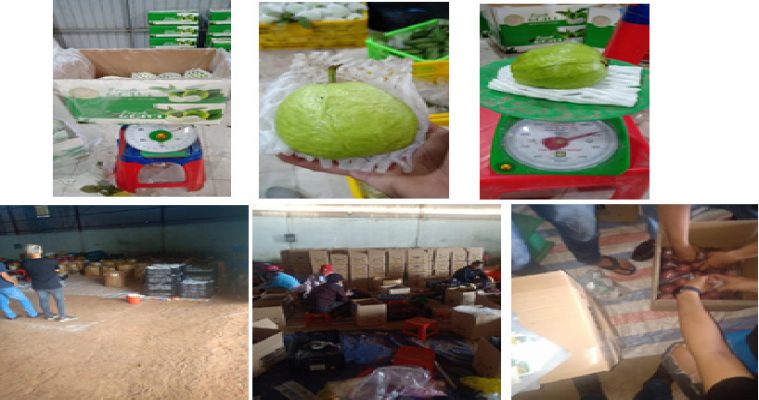 KIểm tra chất lượng nông sản trước khi đóng thùng.